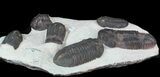 Multiple Struveaspis Trilobite Plate - Jorf, Morocco #39465-2